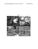 Apple Tree Named  MORED  diagram and image