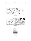 NANO AGGREGATES OF MOLECULAR ULTRA SMALL CLUSTERS OF NOBLE METALS AND A     PROCESS FOR THE PREPARATION THEREOF diagram and image