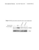 PRLR-SPECIFIC ANTIBODY AND USES THEREOF diagram and image