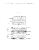 PRLR-SPECIFIC ANTIBODY AND USES THEREOF diagram and image