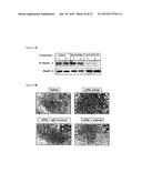 PRLR-SPECIFIC ANTIBODY AND USES THEREOF diagram and image