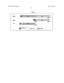 PRLR-SPECIFIC ANTIBODY AND USES THEREOF diagram and image