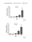 GENERATING HEPATOCYTES diagram and image