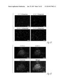 GENERATING HEPATOCYTES diagram and image