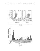 GENERATING HEPATOCYTES diagram and image