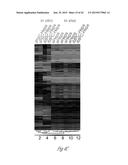 GENERATING HEPATOCYTES diagram and image