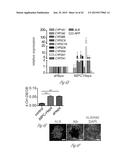 GENERATING HEPATOCYTES diagram and image