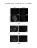 GENERATING HEPATOCYTES diagram and image