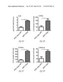 GENERATING HEPATOCYTES diagram and image