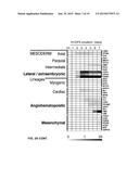 MULTIPOTENT CELLS HAVING MESENCHYMAL AND ENDOTHELIAL LINEAGE POTENTIAL diagram and image