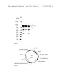 ENDOGLUCANASES WITH IMPROVED PROPERTIES diagram and image