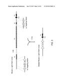 Human Lambda Light Chain Mice diagram and image