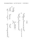 Human Lambda Light Chain Mice diagram and image