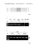 Protein with recombinase activity for site-specific DNA-recombination diagram and image