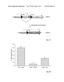 Protein with recombinase activity for site-specific DNA-recombination diagram and image