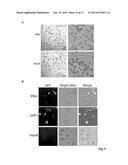 Protein with recombinase activity for site-specific DNA-recombination diagram and image