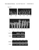 TRANSGENIC PLANTS EXPRESSING A pH-SENSITIVE NITRATE TRANSPORTER diagram and image