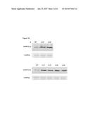 TRANSGENIC PLANTS EXPRESSING A pH-SENSITIVE NITRATE TRANSPORTER diagram and image