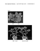 TRANSGENIC PLANTS EXPRESSING A pH-SENSITIVE NITRATE TRANSPORTER diagram and image