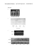 TRANSGENIC PLANTS EXPRESSING A pH-SENSITIVE NITRATE TRANSPORTER diagram and image