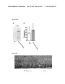 TRANSGENIC PLANTS EXPRESSING A pH-SENSITIVE NITRATE TRANSPORTER diagram and image