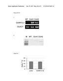 TRANSGENIC PLANTS EXPRESSING A pH-SENSITIVE NITRATE TRANSPORTER diagram and image