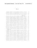 ADENO-ASSOCIATED VIRUS (AAV) SEROTYPE 8 SEQUENCES, VECTORS CONTAINING     SAME, AND USES THEREFOR diagram and image