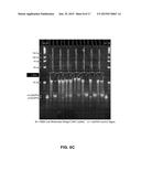 MICROARRAY SYSTEM WITH IMPROVED SEQUENCE SPECIFICITY diagram and image