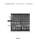 MICROARRAY SYSTEM WITH IMPROVED SEQUENCE SPECIFICITY diagram and image