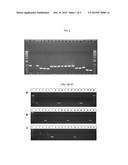 CANDIDA PARAPSILOSIS  OLIGONUCLEOTIDES, DETECTION METHOD, AND KIT THEREOF diagram and image