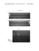 CANDIDA PARAPSILOSIS  OLIGONUCLEOTIDES, DETECTION METHOD, AND KIT THEREOF diagram and image