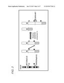 FUSION GENE OF CEP55 GENE AND RET GENE diagram and image