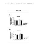 USE OF SIRT7 AS NOVEL CANCER THERAPY TARGET AND METHOD FOR TREATING CANCER     USING THE SAME diagram and image