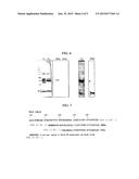 MONOCLONAL ANTIBODY AGAINST D-DIMER AND METHODS OF USE THEREFOR diagram and image