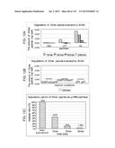 Use of Proteases for Gluten Intolerance diagram and image