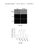 USE OF PEDF-DERIVED POLYPEPTIDES FOR PROMOTING STEM CELLS PROLIFERATION     AND WOUND HEALING diagram and image