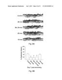 USE OF PEDF-DERIVED POLYPEPTIDES FOR PROMOTING STEM CELLS PROLIFERATION     AND WOUND HEALING diagram and image