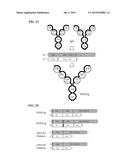 DUAL VARIABLE DOMAIN IMMUNOGLOBULINS AND USES THEREOF diagram and image