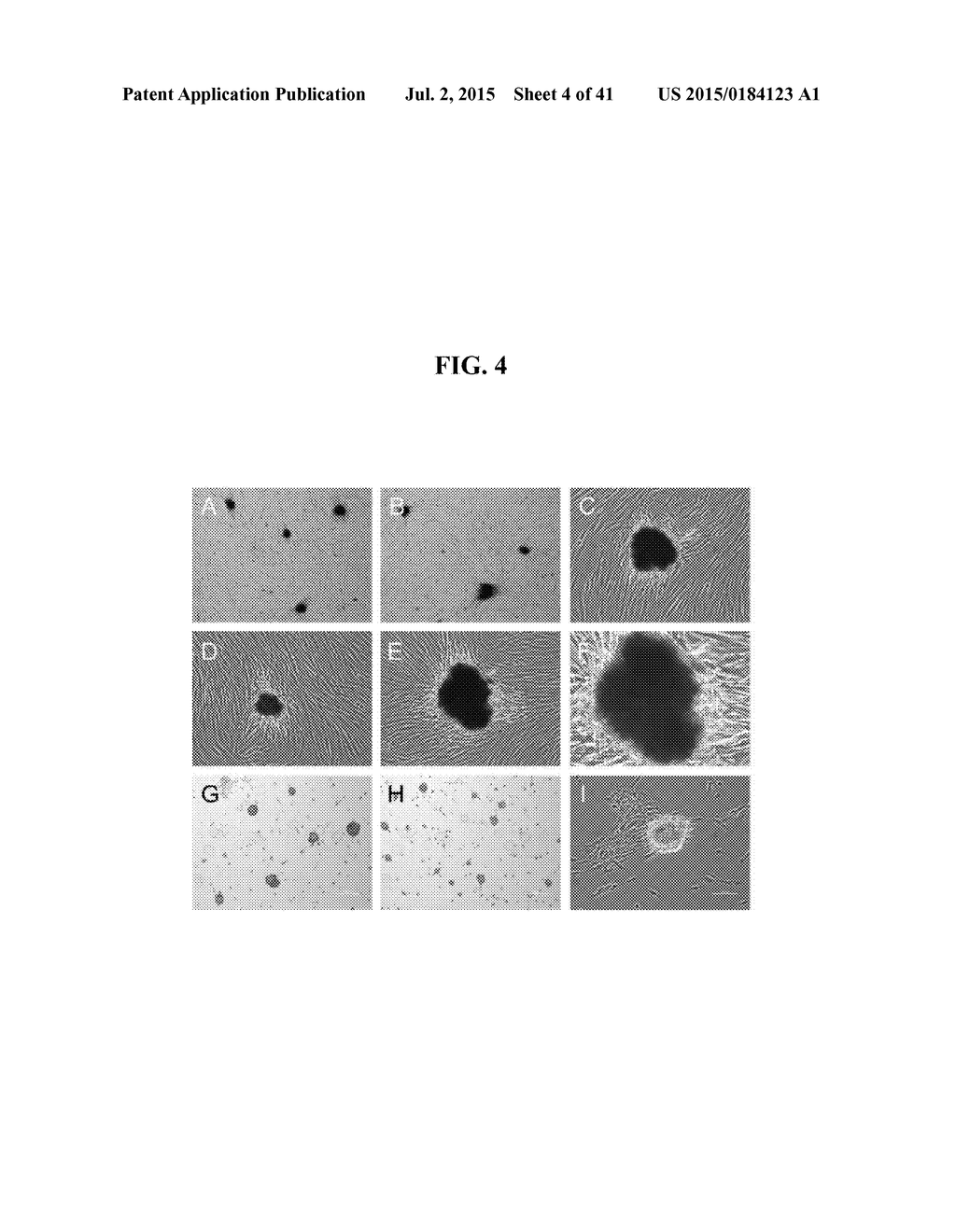 RNA PREPARATIONS COMPRISING PURIFIED MODIFIED RNA FOR REPROGRAMMING CELLS - diagram, schematic, and image 05