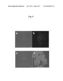 MUTATED GENES FOR THE CATALYTIC PROTEIN OF OPLOPHORUS LUCIFERASE AND USE     THEREOF diagram and image