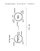 SOYBEAN ADF1 PROMOTER AND ITS USE IN CONSTITUTIVE EXPRESSION OF TRANSGENIC     GENES IN PLANTS diagram and image