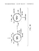 SOYBEAN ADF1 PROMOTER AND ITS USE IN CONSTITUTIVE EXPRESSION OF TRANSGENIC     GENES IN PLANTS diagram and image