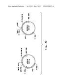 SOYBEAN ADF1 PROMOTER AND ITS USE IN CONSTITUTIVE EXPRESSION OF TRANSGENIC     GENES IN PLANTS diagram and image