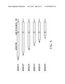 SOYBEAN ADF1 PROMOTER AND ITS USE IN CONSTITUTIVE EXPRESSION OF TRANSGENIC     GENES IN PLANTS diagram and image