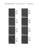 SOYBEAN ADF1 PROMOTER AND ITS USE IN CONSTITUTIVE EXPRESSION OF TRANSGENIC     GENES IN PLANTS diagram and image