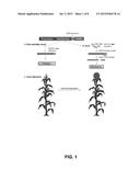 TISSUE-SPECIFIC EXPRESSION AND HYBRID PLANT PRODUCTION diagram and image