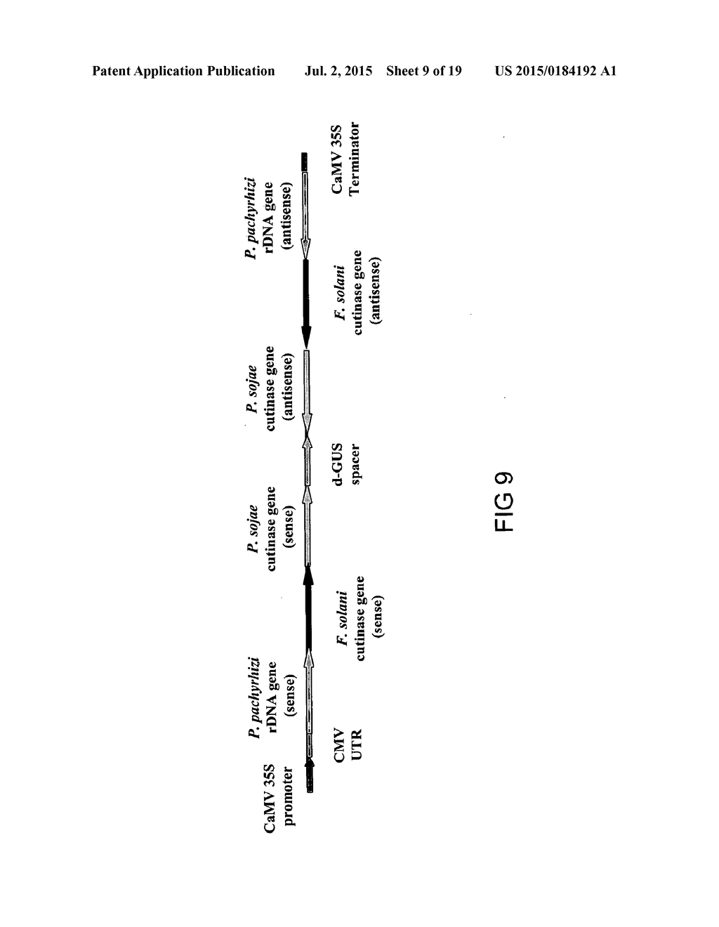 FUNGAL RESISTANCE IN SOYBEANS BY GENE SILENCING - diagram, schematic, and image 10