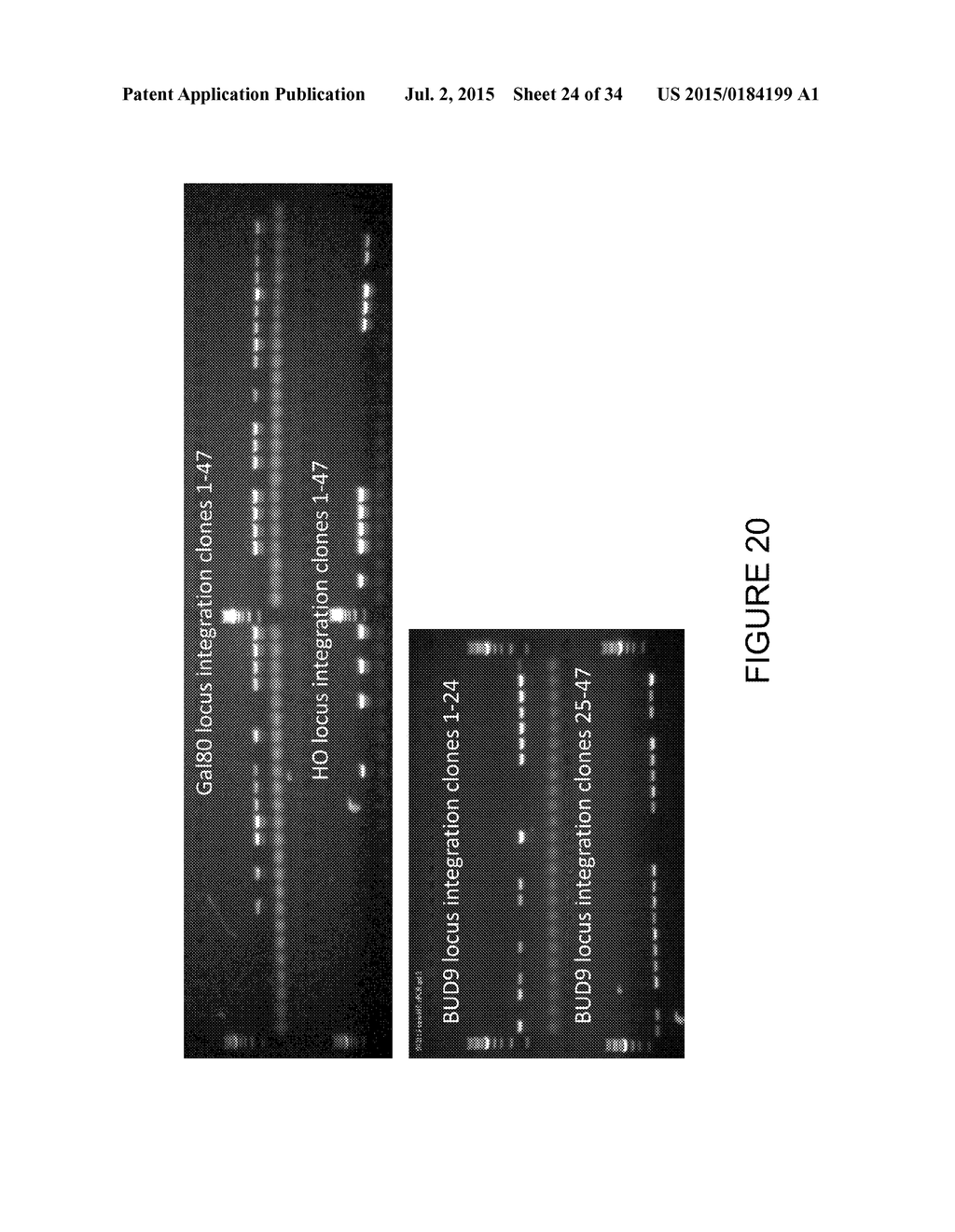 METHODS FOR GENOMIC INTEGRATION - diagram, schematic, and image 25