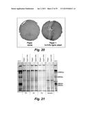 NOVEL LIGNASES AND ALDO-KETO REDUCTASES FOR CONVERSION OF     LIGNIN-CONTAINING MATERIALS TO FERMENTABLE PRODUCTS diagram and image