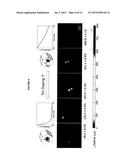 MULTIPLEX SUSPENSION ASSAY/ARRAY USING LIFETIME CODING diagram and image